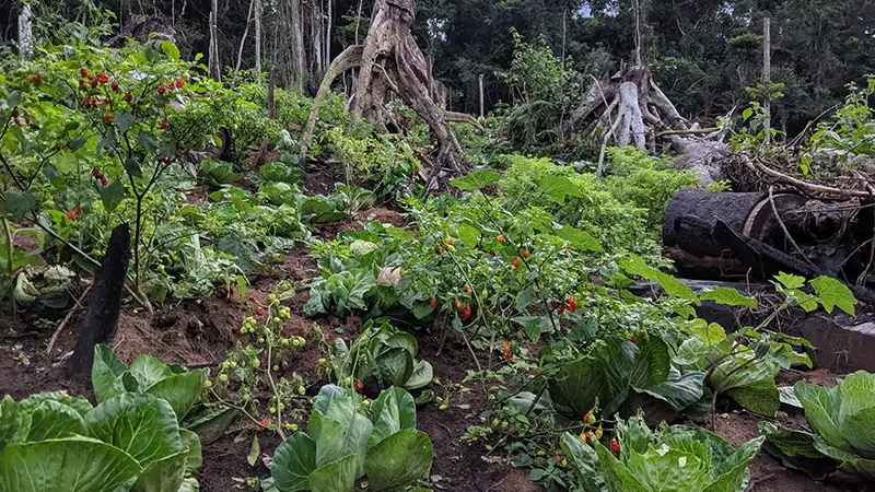 Pourquoi investir dans l'agriculture en Afrique ?