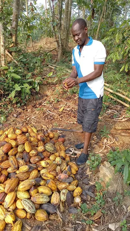 CACAO