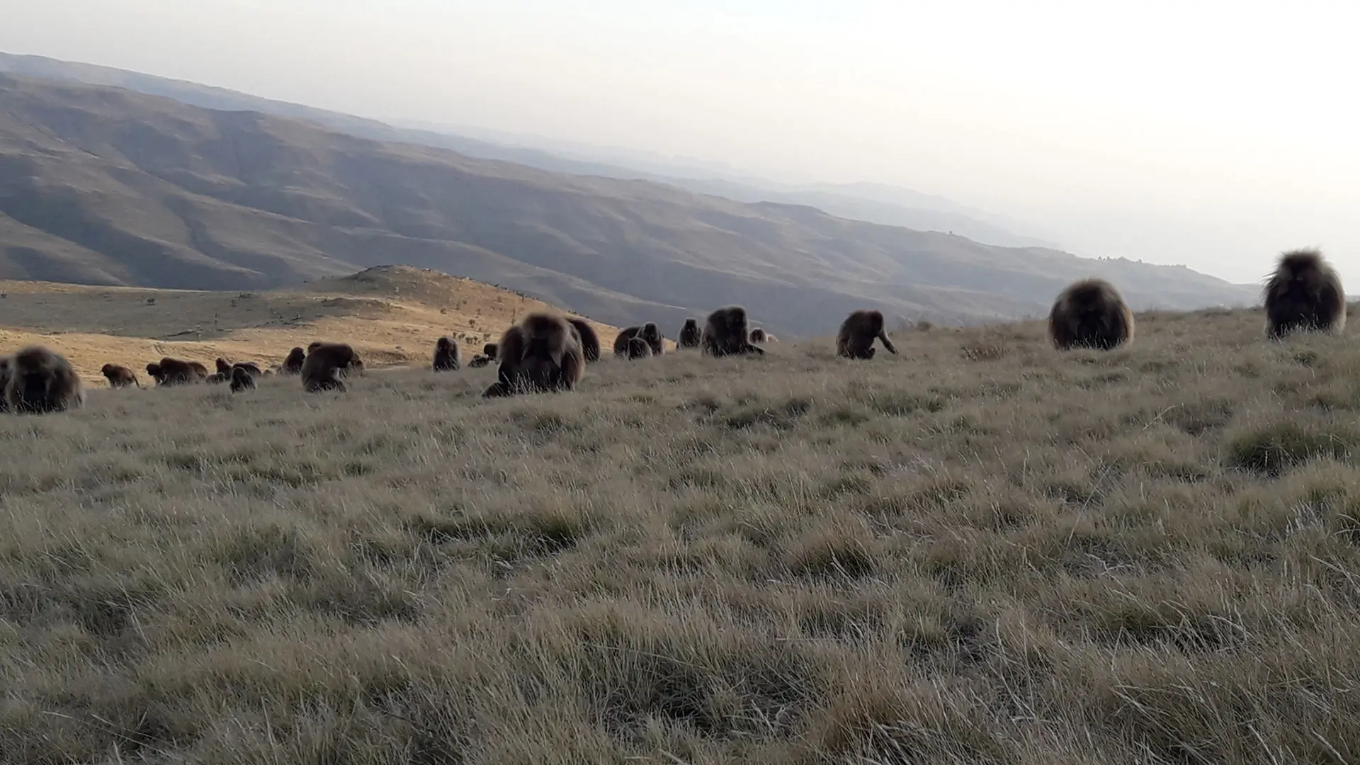 gelada-baboon