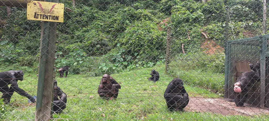 Vue panoramique du sanctuaire LOLA YA BONOBO, un refuge pour les bonobo en République démocratique du Congo.