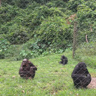 Vue panoramique du sanctuaire LOLA YA BONOBO, un refuge pour les bonobo en République démocratique du Congo.